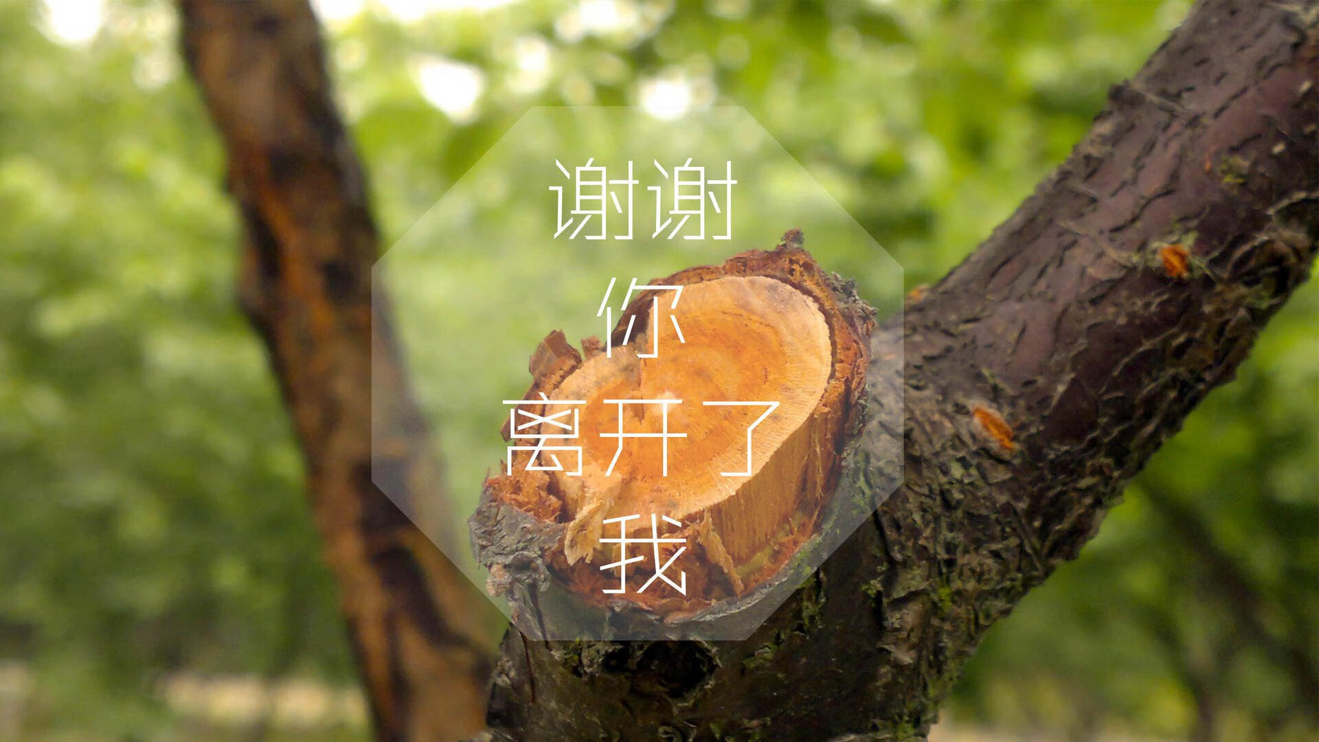 AIYOUXI.COM-黄蜂球队主场氛围热烈，黄蜂队主场球馆
