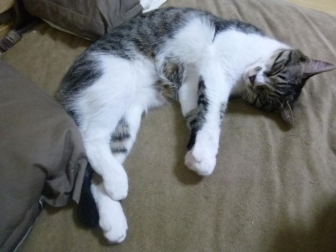 爱游戏官方-欧洲各国联赛激战正酣，豪门对垒不断，期待精彩表演，欧洲各球队联赛