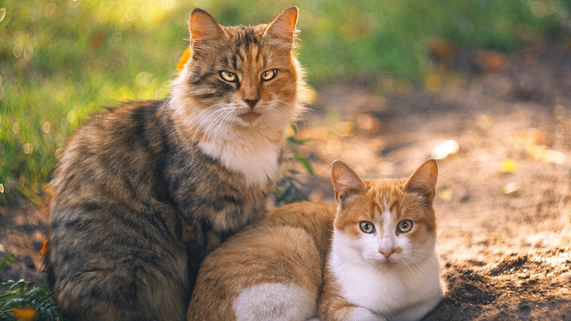 渡边一平决赛精彩瞬间引爆现场,渡边一佑