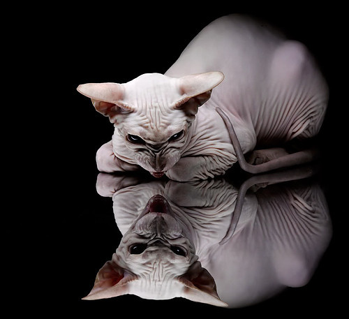 爱游戏下载-福特：逐渐成为全黑队的中流砥柱，带动球队攻防平衡，福特黑色suv图及报价